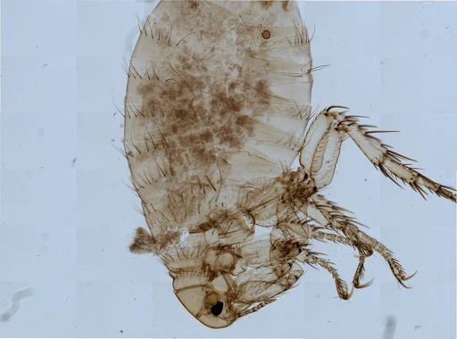 Pulex irritans