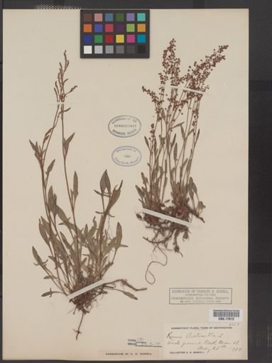 Rumex acetosella