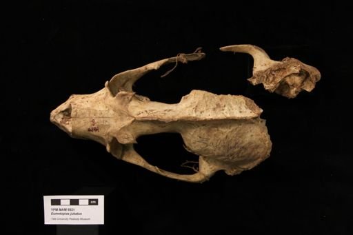 Eumetopias jubatus