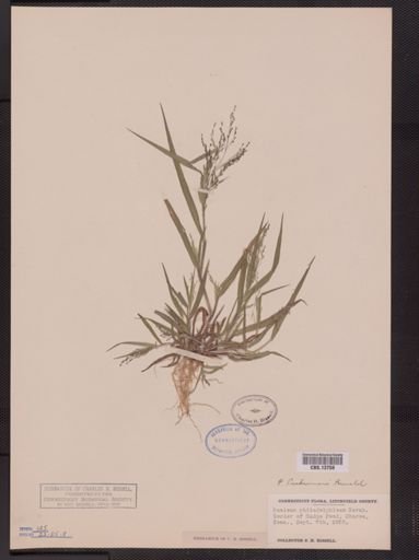 Panicum tuckermani