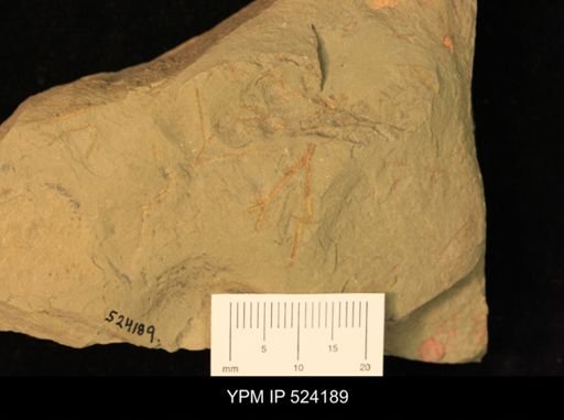 undet. Graptolithina