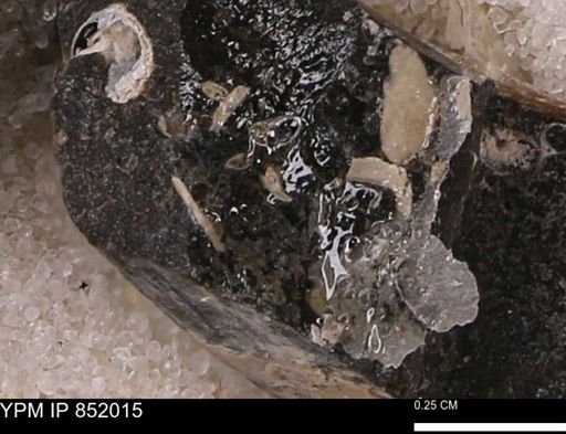 undet. Foraminifera