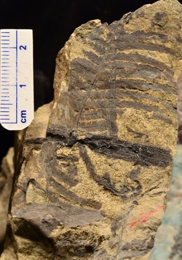 Microphyllopteris delicata