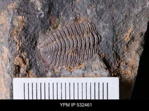 undet. Trilobita