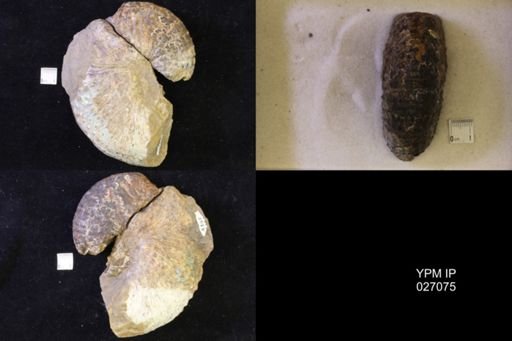 Jeletzkytes nebrascensis