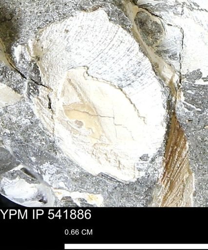 Limopsis striatopunctatus