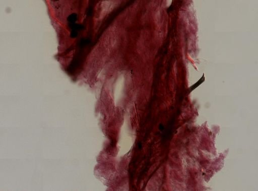 Ircinia cf. strobilina