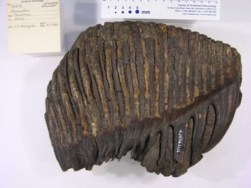 Mammuthus primigenius