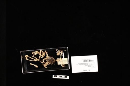 Bufo alvarius