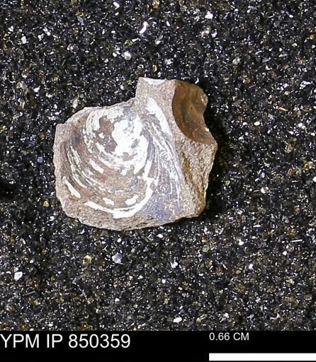 Limopsis striatopunctatus