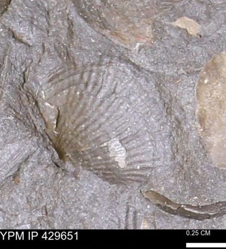 Devonochonetes