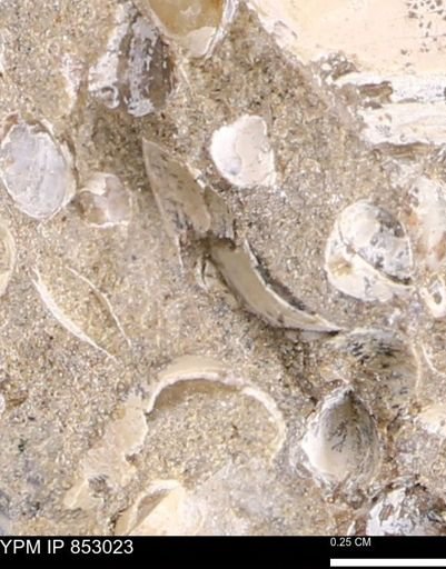 Limopsis striatopunctatus