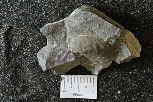Inoceramus barabini