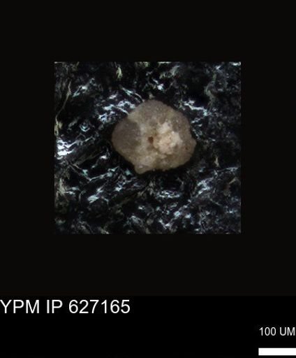 undet. Foraminiferida