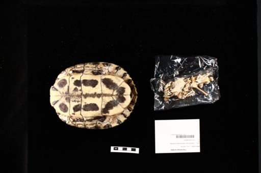 Trachemys scripta