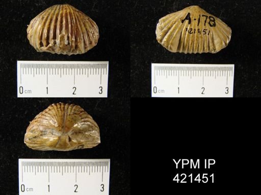 Camarotoechia?