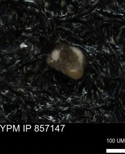 undet. Foraminiferida
