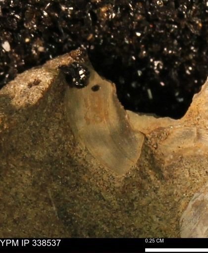 Protocardia subquadrata