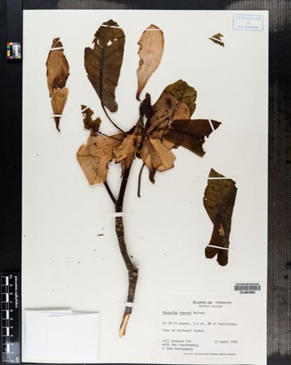 Plantae