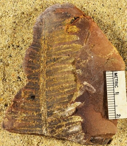 Pecopteris