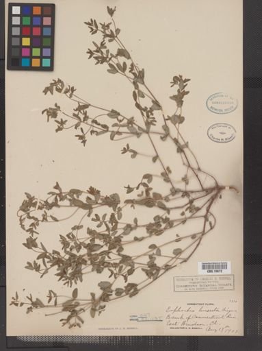 Euphorbia vermiculata