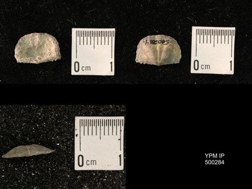 Mesolobus mesolobus decipiens