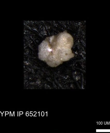 undet. Foraminiferida