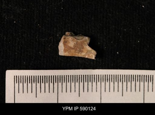 Gastropoda