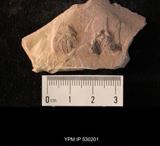 Elrathia kingi