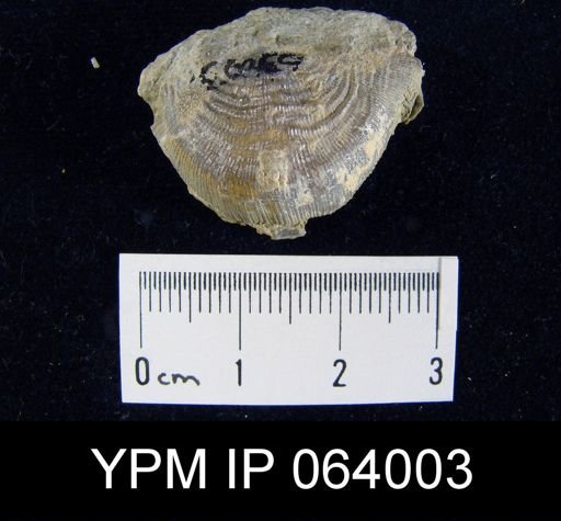 Leptaena tennesseensis