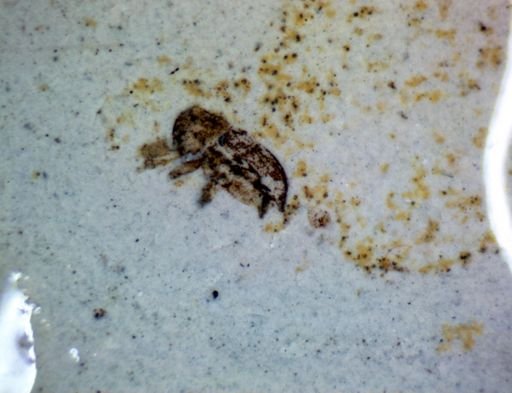 undet. Coleoptera