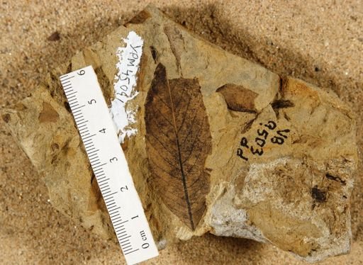 Dryophyllum polymorphum