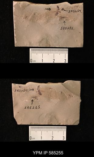 undet. Raphidioptera