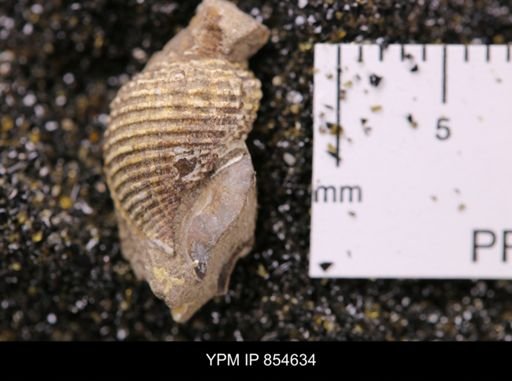 Limopsis striatopunctatus