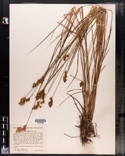 Carex scoparia