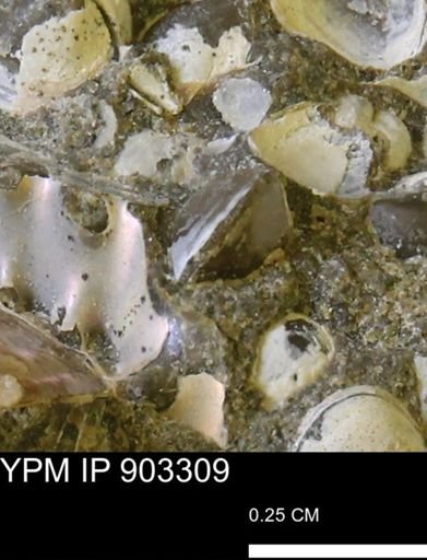 Corbulamella sp.