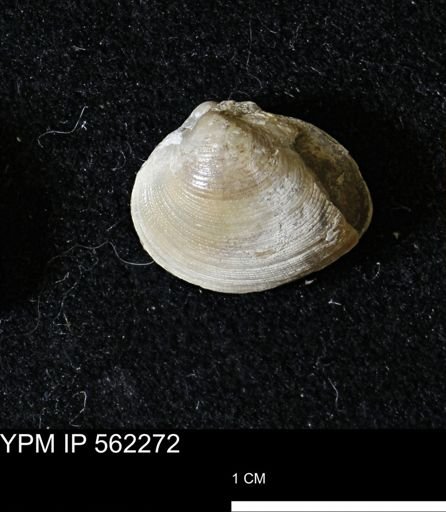 Limopsis striatopunctatus