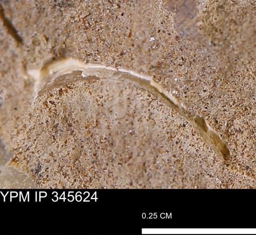 undet. Mollusca