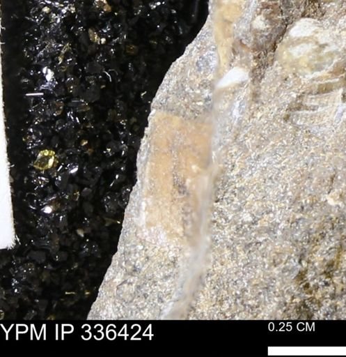 undet. Mollusca