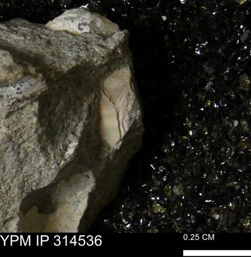 undet. Ammonoidea