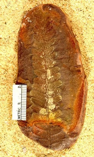 Pecopteris