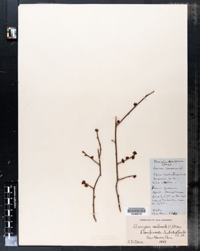 Lindera benzoin