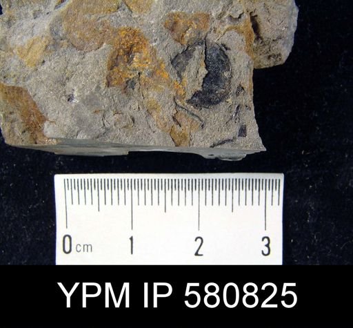 undet. Linguloidea