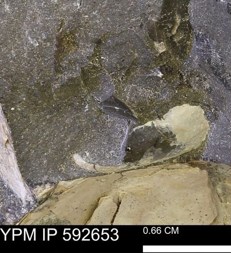undet. Bivalvia