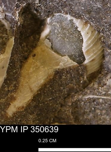 Cuspidaria sp.