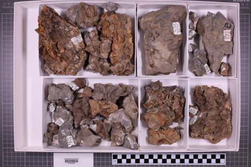 mixed taxa, stratigraphic collection