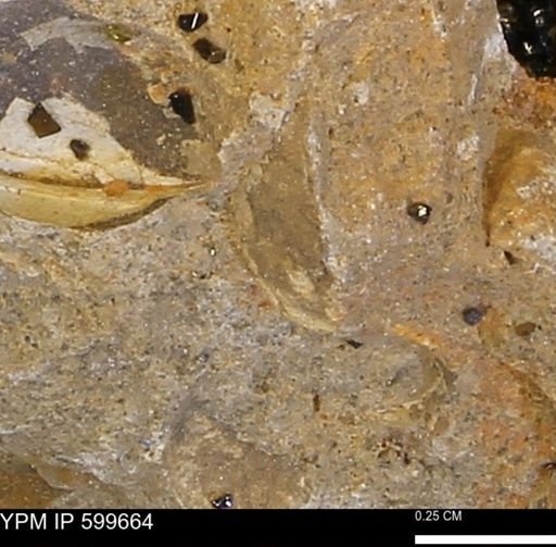 Protocardia subquadrata