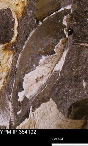 undet. Bivalvia
