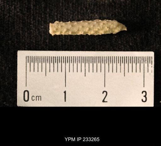 Archaeocidaris sp.
