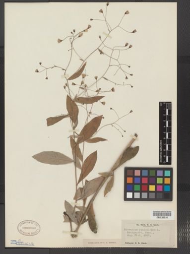 Hieracium paniculatum